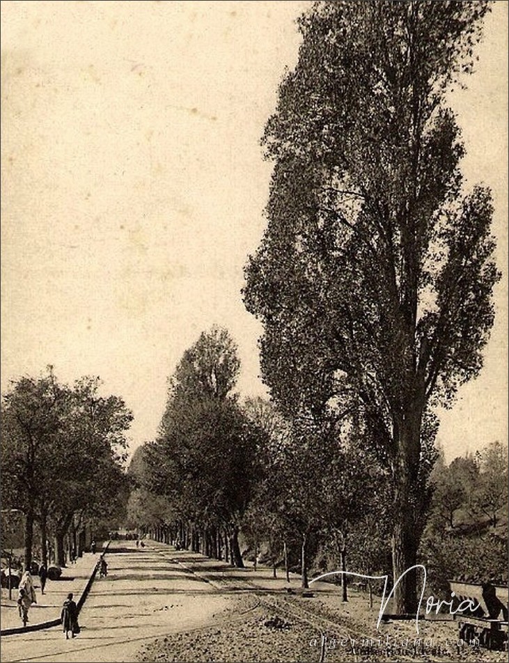 La route d'Alger