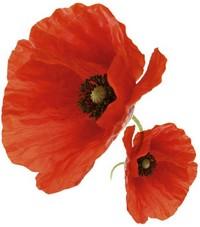 Coquelicot