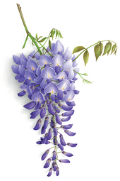 Glycine