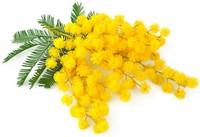 Mimosa